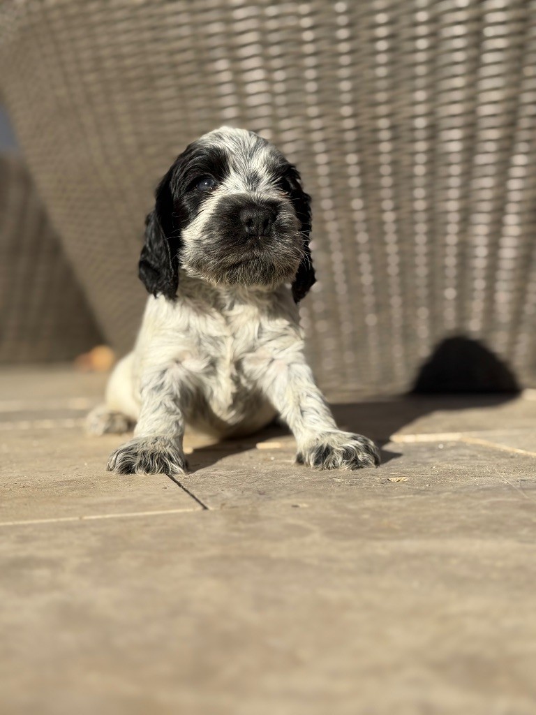 Okavango Blue - Chiots disponibles - Cocker Spaniel Anglais