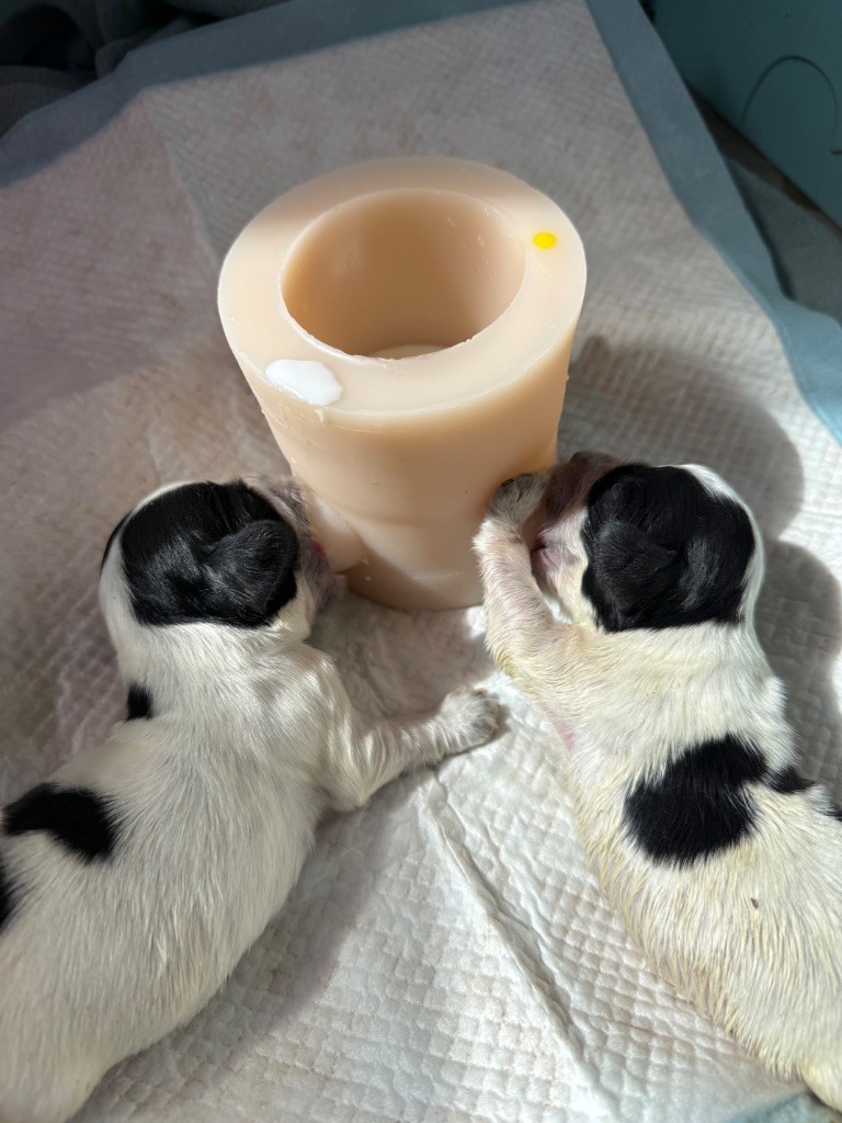 Okavango Blue - Chiots disponibles - Cocker Spaniel Anglais