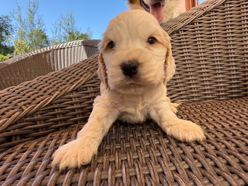 Okavango Blue - Chiots disponibles - Cocker Spaniel Anglais