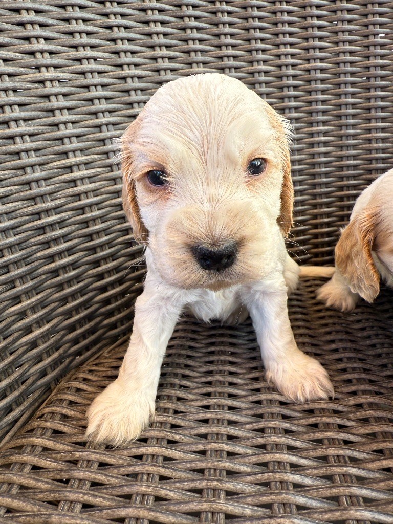 Okavango Blue - Cocker Spaniel Anglais - Portée née le 07/08/2025