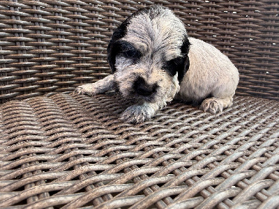 CHIOT