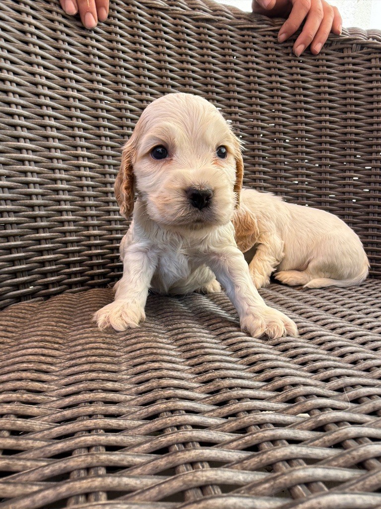Okavango Blue - Chiots disponibles - Cocker Spaniel Anglais