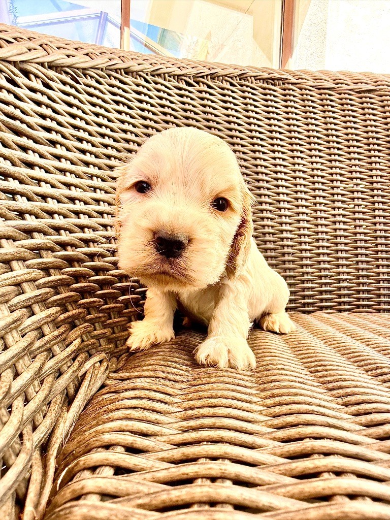Okavango Blue - Chiots disponibles - Cocker Spaniel Anglais