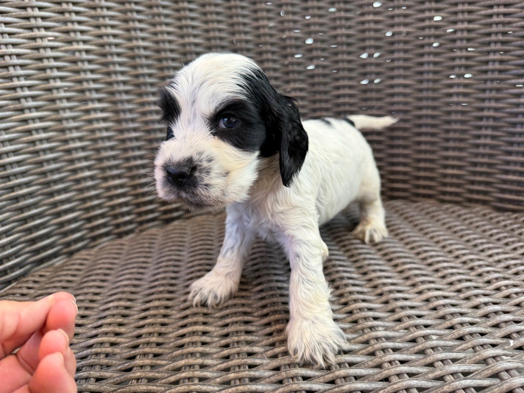 Okavango Blue - Chiots disponibles - Cocker Spaniel Anglais
