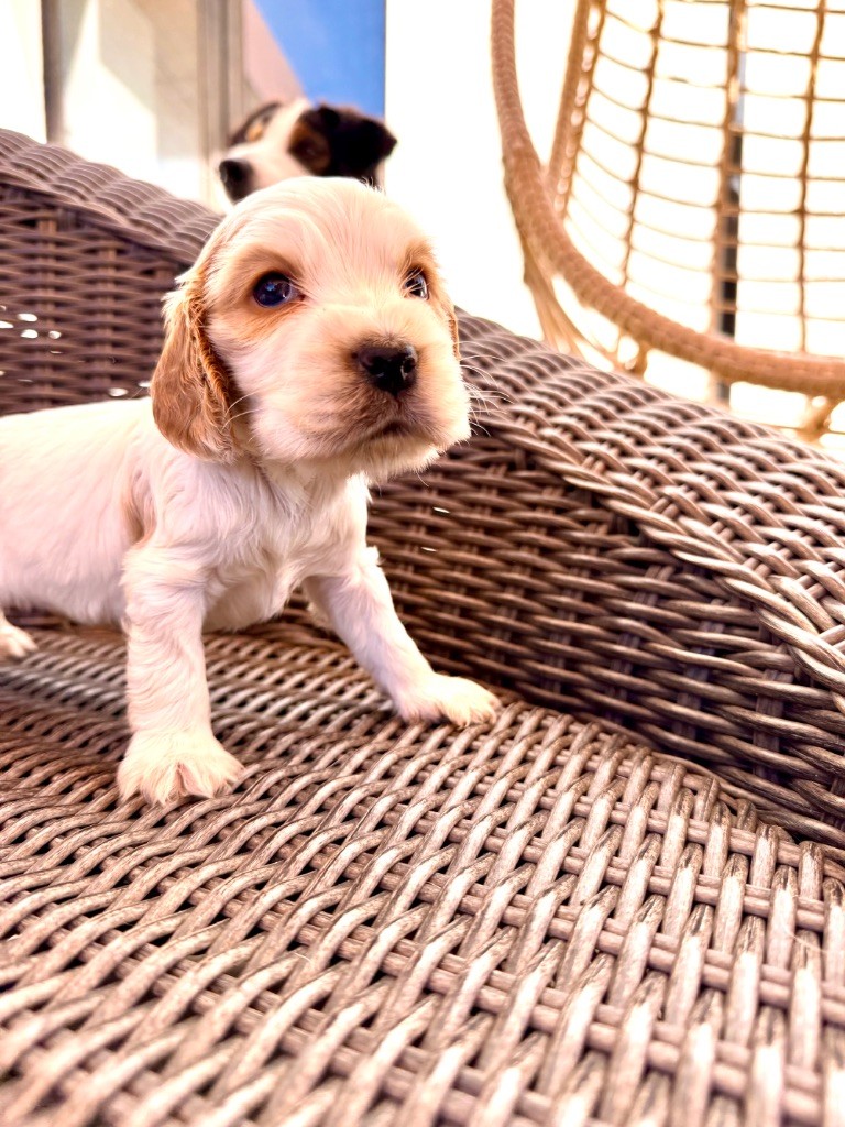 Okavango Blue - Chiots disponibles - Cocker Spaniel Anglais